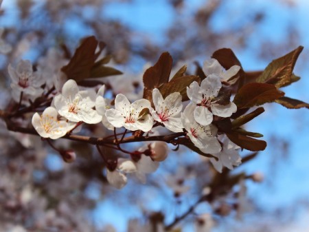 almond-flowers-718078_1280